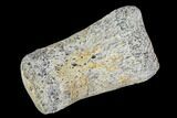 Hadrosaur Finger Bone - Alberta (Disposition #-) #95159-1